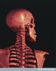 B0002295 human skeleton - skull, neck & shoulders